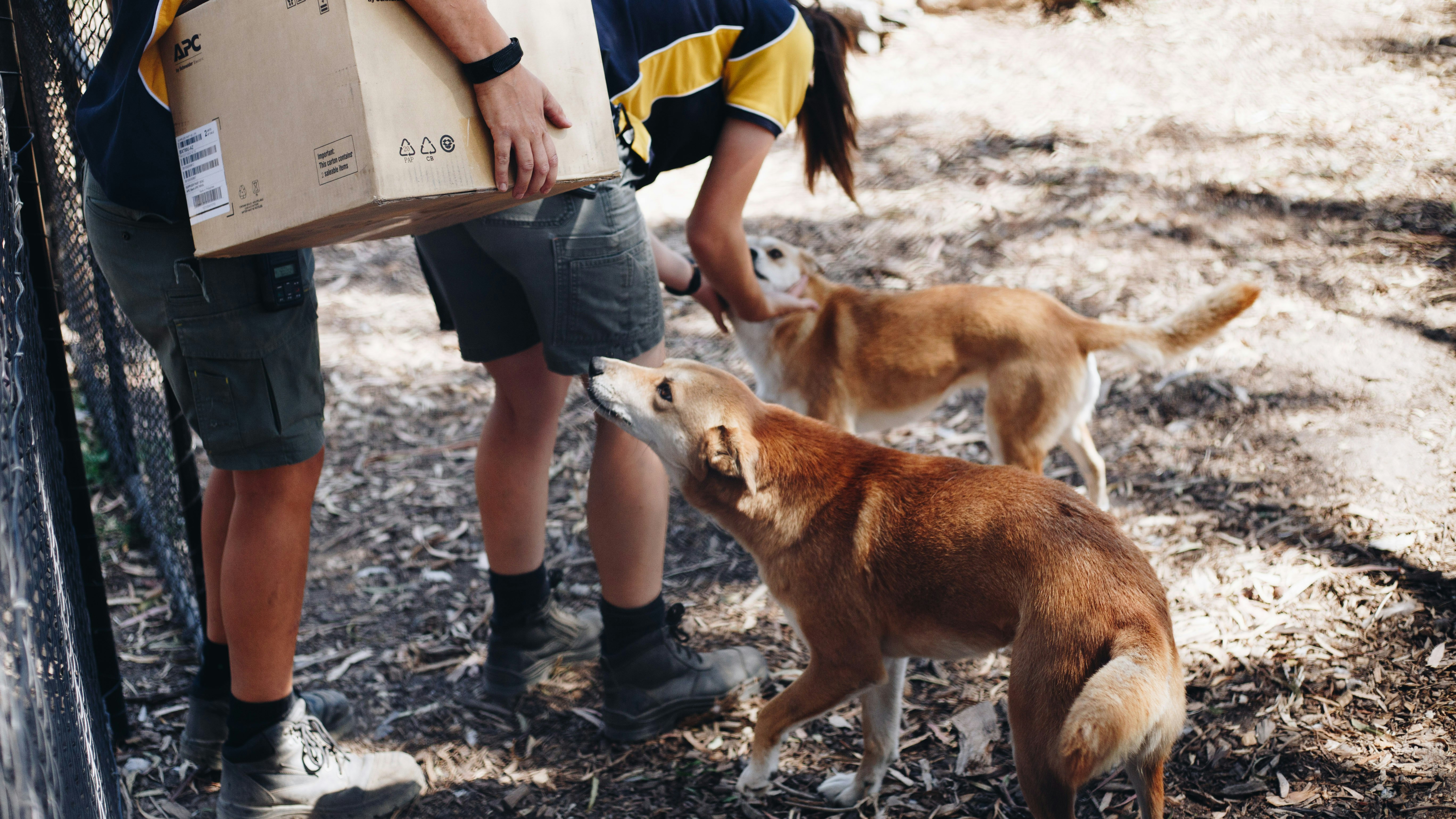 two person standing beside two dogs